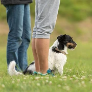 2 und Vierbeiner Schule - Training für Mensch & Hund Alfeld