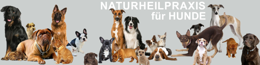 Logo Naturheilpraxis für Hunde - Barbara Csery in Reichenkirchen