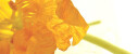 Logo Reichwein, Ingeborg