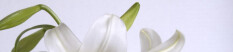 preview.image