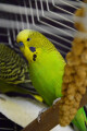Kleintiere Vögel