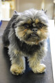 Haustiere Hunde