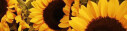 Logo Landhaus Freemann