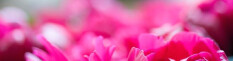 preview.image
