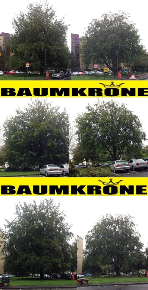 Baumkrone René Hannak in Hürth im Rheinland - Logo