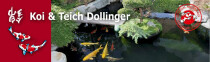 Dollinger Koi u. Teich Fachbetrieb für Garten- und Landschaftsbau