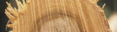 preview.image