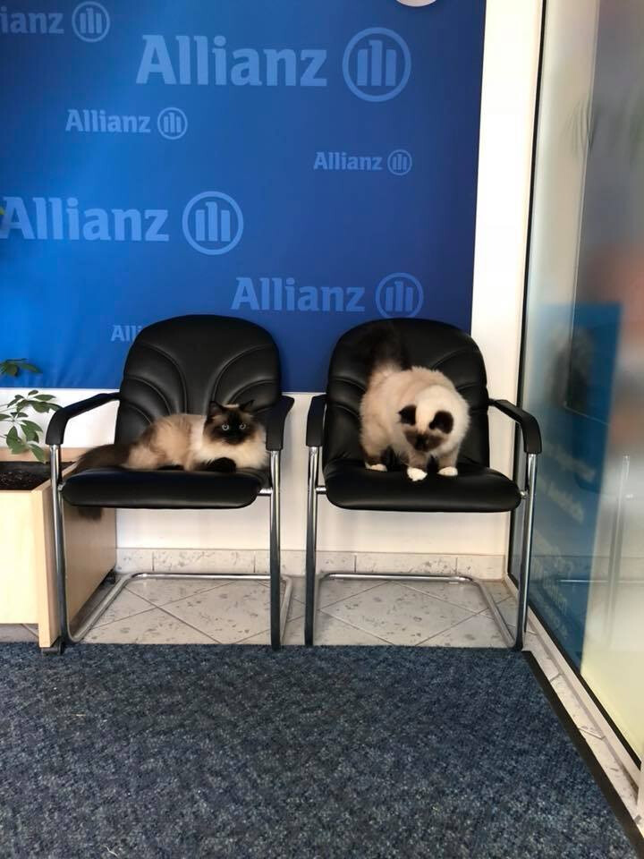 Allianz Zeithain Yellowmap