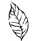 Sarah Feucht freiberufliche Gartengestalterin