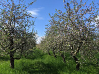 Stralsunder Obstgut "Am Borgwallsee" Eggert GbR Fruchthof
