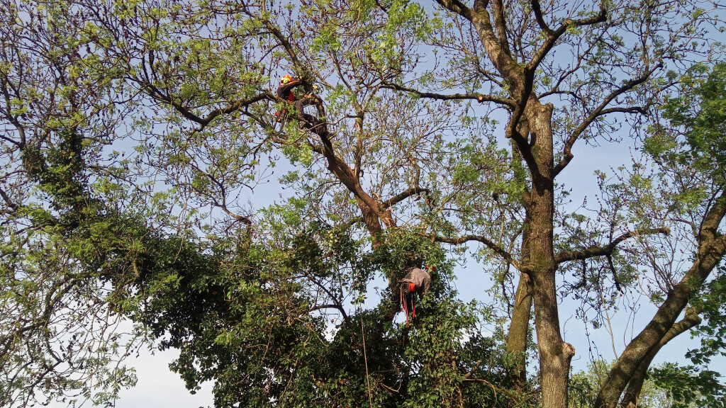 Arborista Baumdienst Baumpflege Baumfällung Baumarbeiten in Neunkirchen Seelscheid - Logo