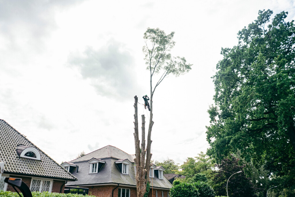 Hamburg Arborist in Alveslohe - Logo