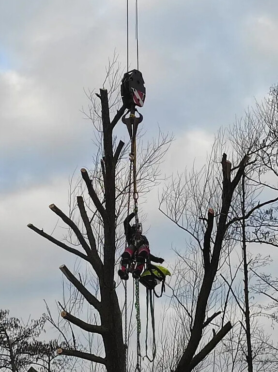 Baumservice rope up in Stuhr - Logo