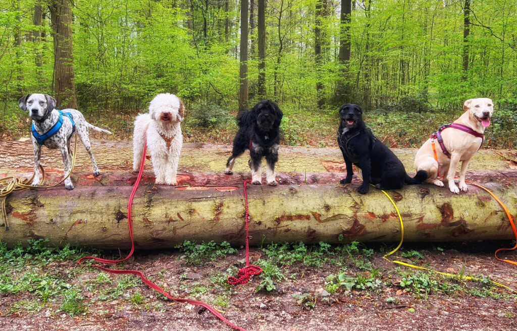 Hundeschule in Altbach in Württemberg - Logo