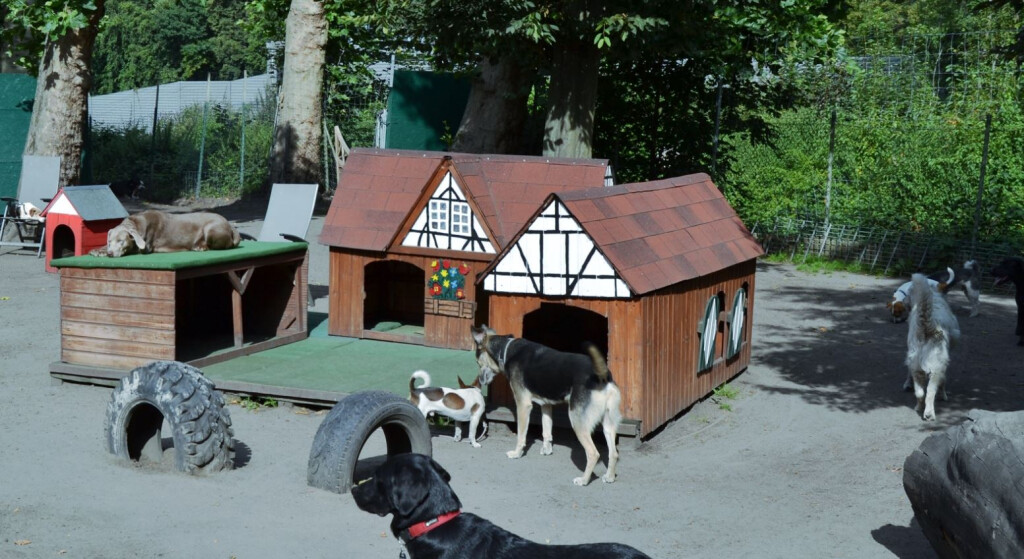 Hundezentrum Canidos Gelsenkirchen in Gelsenkirchen - Logo