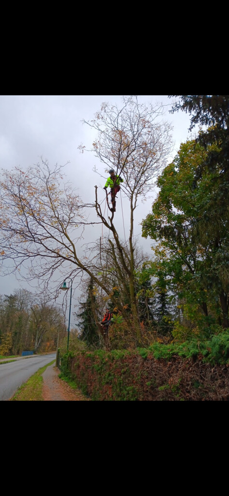 Omach - IMG_9099.png