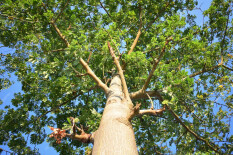 preview.image