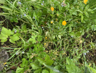 Garten Und Landschaftsbau Schlünss