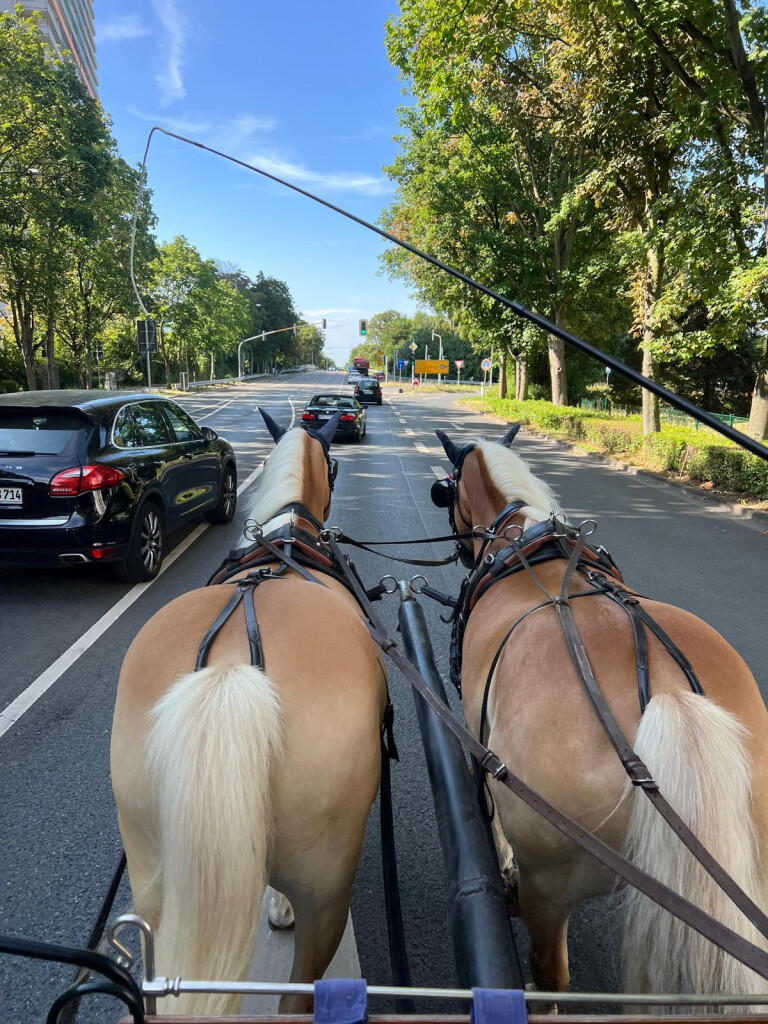 Claudia Christoph Pferdebetrieb FN - Fahrschule FN …