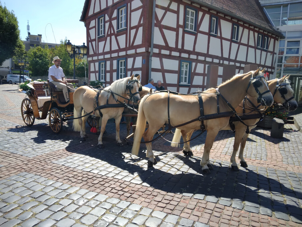 Claudia Christoph Pferdebetrieb FN - Fahrschule FN …