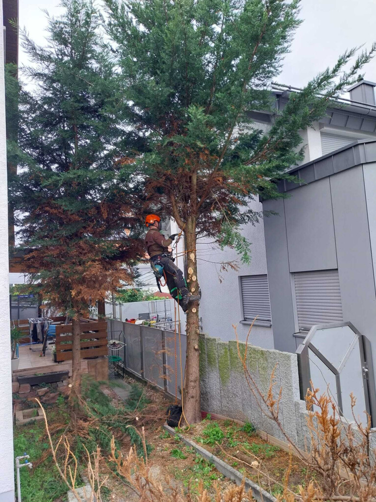 HD Baum&Gartenpflege - 1000024701.jpg