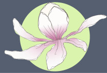 Magnolia lebendige Gärten