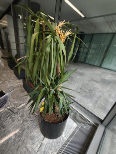 preview.image