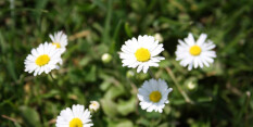 preview.image