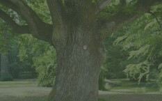 preview.image