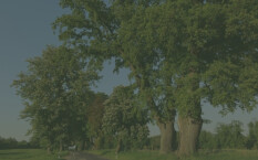 preview.image