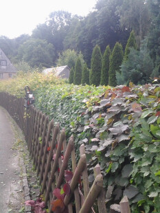 preview.image