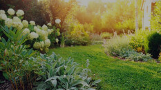 preview.image