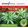 cannabisoel mit CBD gleich bestellen