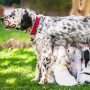 Abatir Labrador Retriever Waldkappel