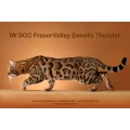 Unser Zuchtkater aus Kanada IW SGC FraserValley Denalis Thunder (Rufname: Bronte)