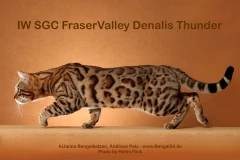 Unser Zuchtkater aus Kanada IW SGC FraserValley Denalis Thunder (Rufname: Bronte)