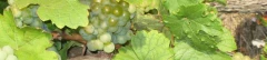 Logo Albrecht Schmitt Carmen Schmitt Weingut