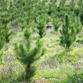 Alfons Schmitte Christiane Weihnachtsbaumkulturen Brilon