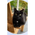 Alles f&uuml;r die Katz -Katzenbetreuung Magdeburg