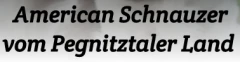 American Schnauzer - vom Pegnitztaler Land Pullenreuth