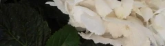 Logo Andrea Lohbeck Blumen