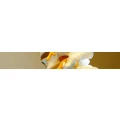 Logo Hosp, Andreas