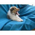 Animal Point Hesterberg Christoph Hundeschule Bad Honnef