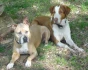 Logo Animalsfriend