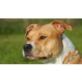 Super Hundeschule!