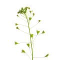 Anka Liebe Heilpraktikerin f&uuml;r Hom&ouml;opathie und Bowen Faszien Therapie Leipzig