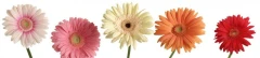 Logo Anne Schiffmann Blumenhaus