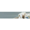 Logo Fehr, Anneliese