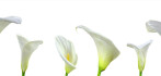 Logo Anneliese Moser Blumen und Friedhofsgärtnerei