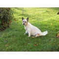 Annett Gersene Hundesalon Tapse Hundeshagen